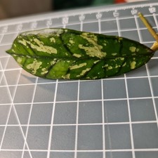 Hoya Gunung Gading Ghost Rare