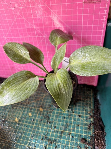 Hosta perennial plant - hosta,