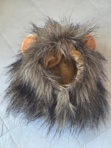 Cat lion mane and - lion,