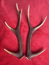 PAIR OF SIKA DEER ANTLERS