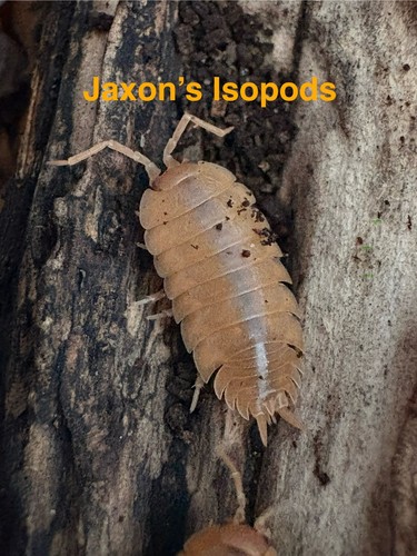 Porcellio orange - porcellio, “orange”