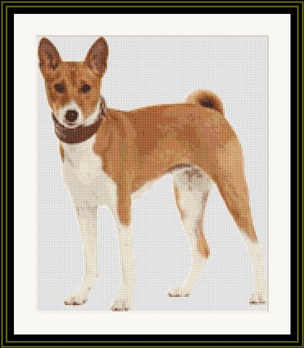 Basenji dog cross - basenji,