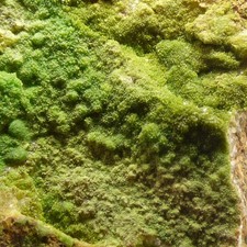 Pyromorphite Crystals Bwlch