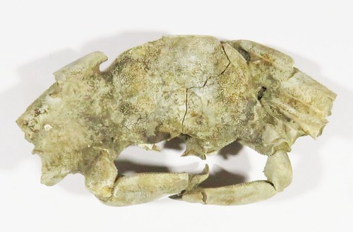 Male fossil crab 2 - crab,,