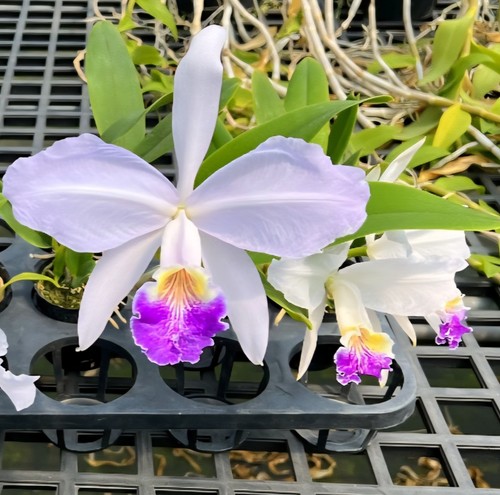 Cattleya lueddemanniana - cattleya, f