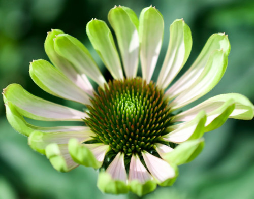 Echinacea green twister plant - green,