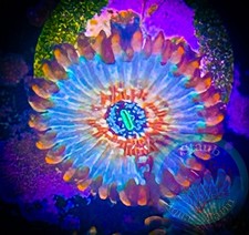 SAF~White Zombie Zoanthid