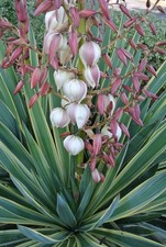 Yucca Plant 'Gloriosa' Variegata Spanish Dagger Evergreen Succulent Shrub