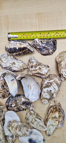 Natural oyster shells - natural,