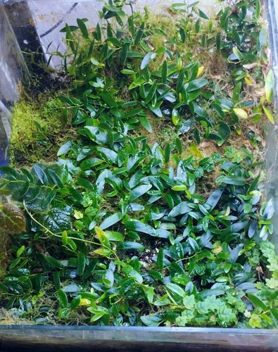 Ficus panama large dense - panama,, large,