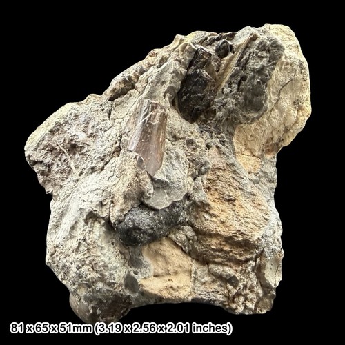 Reptile bone block - reptile, fossil