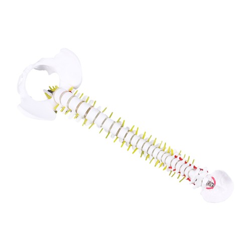 Pvc practice spine model - practice,