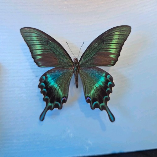 Papilio maackii set specimen - maackii,