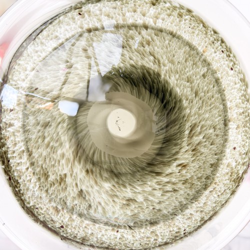 Murano formia style - glass, eye
