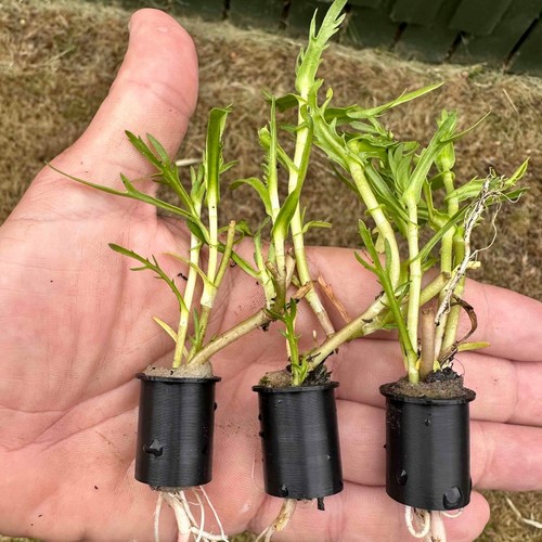 Cotula coronopifolia golden - cotula,