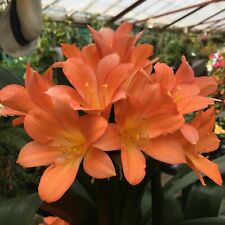 Clivia miniata orange 13cm pot