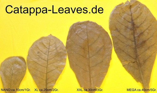 100g 100 tropical almond - ca.20-100,