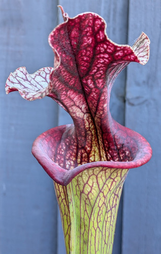 Sarracenia red leucophylla x - (red,