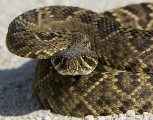 Eastern diamondback - eastern,