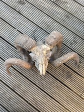 Real rams skull - real, very