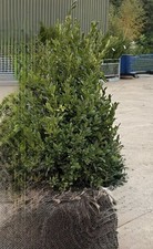 Buxus Sempervirens Box Hedging