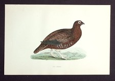 RED GROUSE, original antique
