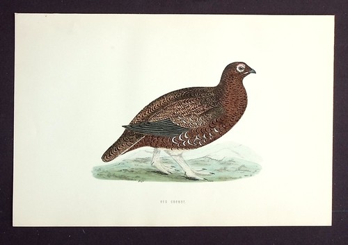 Red grouse original - original, antique