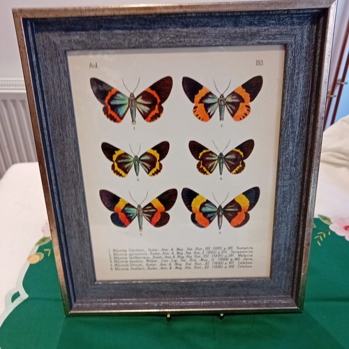 Vintage style framed botanical - style,