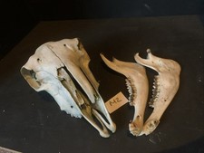 Sheep Skull  Taxidermy Art Craft Curio Film Bones