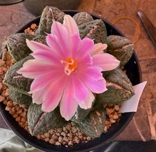 Ariocarpus bravoanus subsp