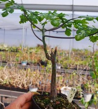 Adenia perrieri Random