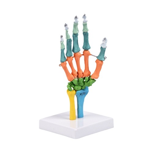 Life size pvc - pvc, hand