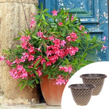 Oleander Bushes, Pink Emilie