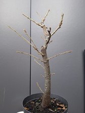 chunky Oak Bonsai Tree