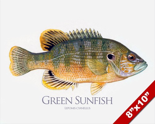 Green sunfish fish painting - sunfish,
