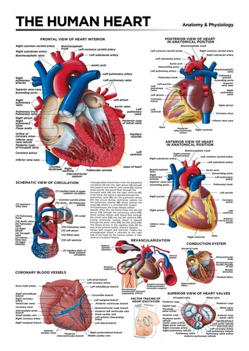Human heart anatomy chart - heart,
