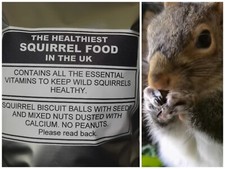 Healthiest squirrel food in the UK 400 grams  healthy wild squirrel food  