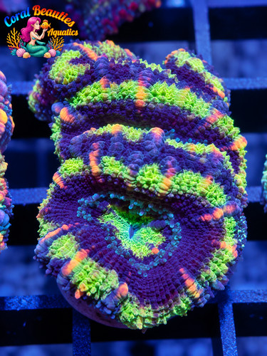 Coral beauties aquatics - beauties,