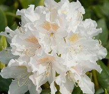 Large Rhododendron Cunningham