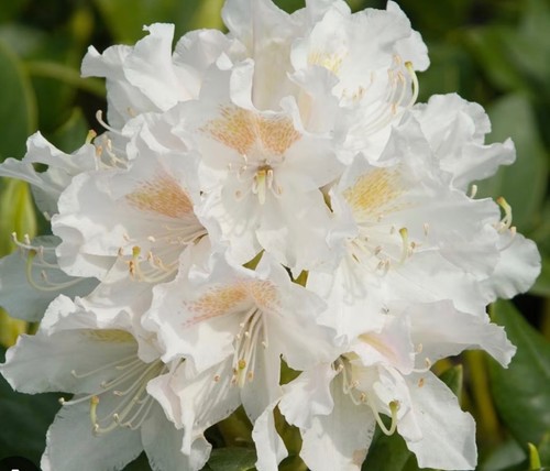 Large rhododendron cunningham - large,