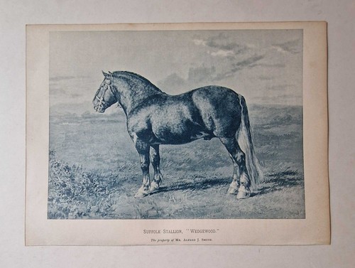 Sidney suffolk stallion - sidney,