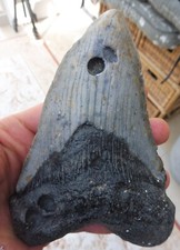 Large Megalodon tooth - 5.83