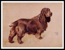 FIELD SPANIEL LOVELY VINTAGE