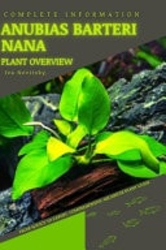Anubias barteri nana - anubias, from