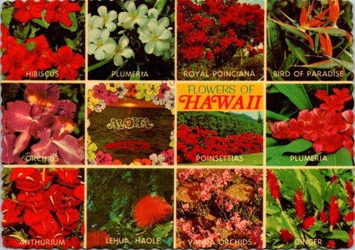 Postcard hawaii flowers - postcard, of