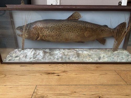 Taxidermy trout fish a - fish, in