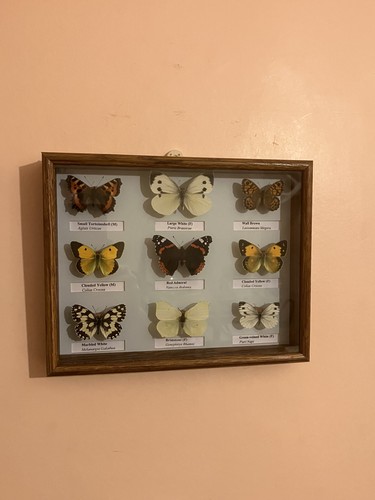 Beautiful collection - , of