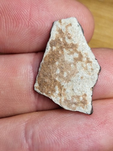 Rare raptor egg shell - rare,