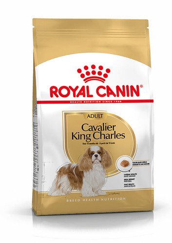 Cavalier king charles adult - charles,