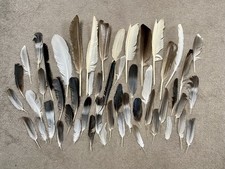 50 Naturally Foraged Bird Feathers- Various Birds Eg Pigeon, Magpie, Crow